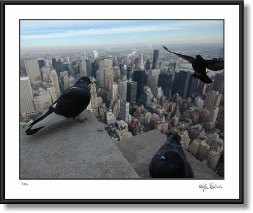 Click on this image to see an enlarged view of Birds on the Empire State By:  Jesse La Plante.