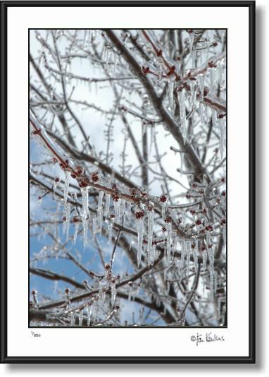 Click on this image to see an enlarged view of Icy Tree By:  Jesse La Plante.