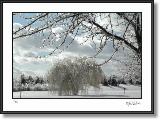 Click on this image to see an enlarged view of Droopy Tree.