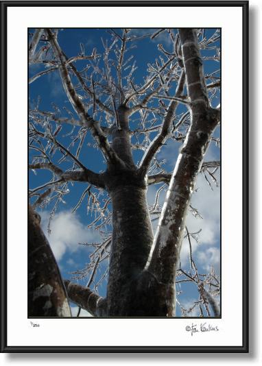 Click on this image to see an enlarged view of Low Angle Icy Tree By:  Jesse La Plante.
