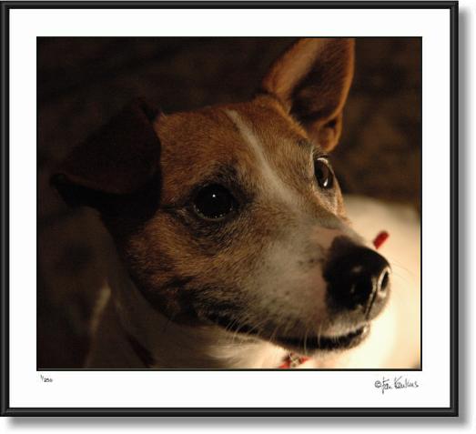 Click on this image to see an enlarged view of Telephoto Jack Russell By:  Jesse La Plante.