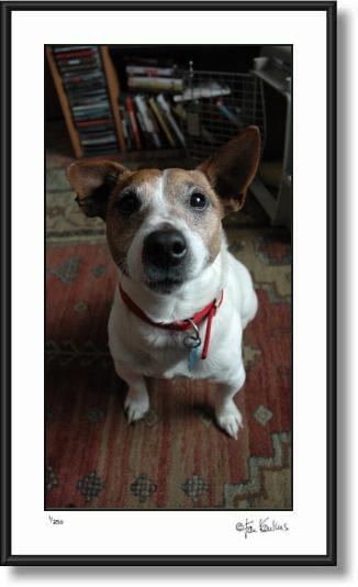 Click on this image to see an enlarged view of Wide Angle Jack Russell By:  Jesse La Plante.